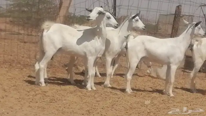 ماعز بيشيات صنف جنب دفيع عفر فاخرة 31