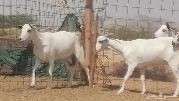 ماعز بيشيات صنف جنب دفيع عفر فاخرة 6