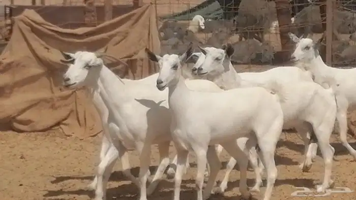 ماعز بيشيات صنف جنب دفيع عفر فاخرة 13