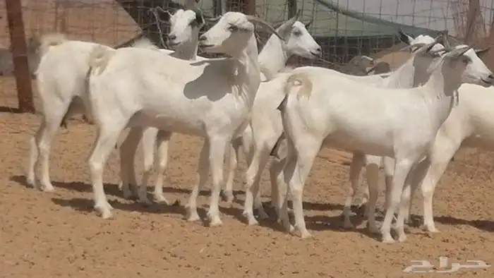 ماعز بيشيات صنف جنب دفيع عفر فاخرة 1