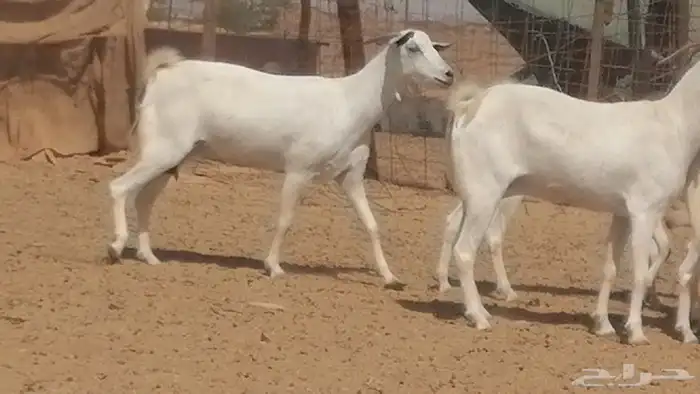 ماعز بيشيات صنف جنب دفيع عفر فاخرة 3