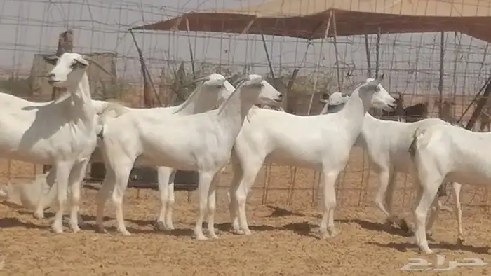 ماعز بيشيات صنف جنب دفيع عفر فاخرة 23