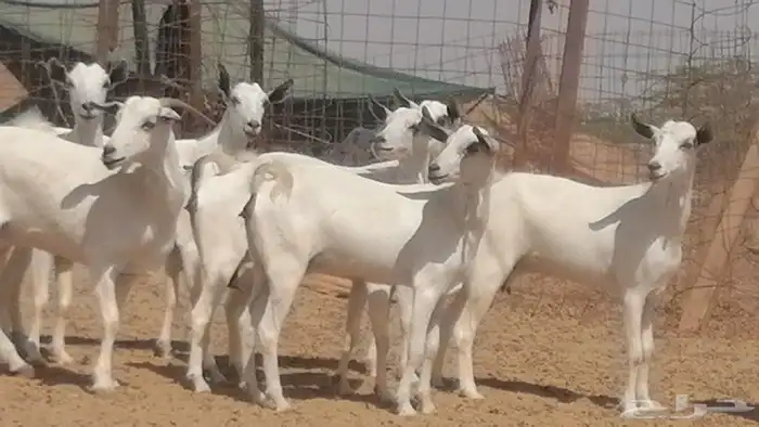 ماعز بيشيات صنف جنب دفيع عفر فاخرة 4