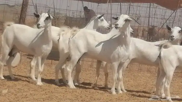 ماعز بيشيات صنف جنب دفيع عفر فاخرة 10