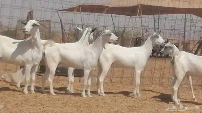 ماعز بيشيات صنف جنب دفيع عفر فاخرة 28