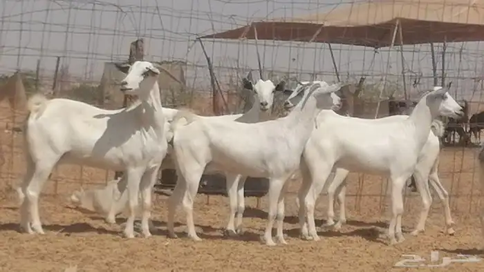 ماعز بيشيات صنف جنب دفيع عفر فاخرة 26