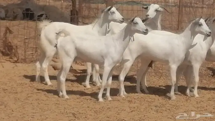 ماعز بيشيات صنف جنب دفيع عفر فاخرة 12