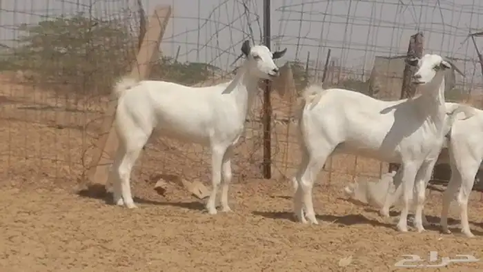 ماعز بيشيات صنف جنب دفيع عفر فاخرة 17
