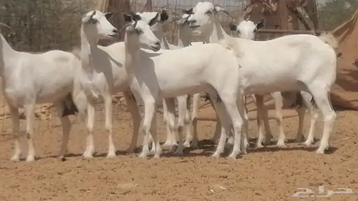 ماعز بيشيات صنف جنب دفيع عفر فاخرة 18
