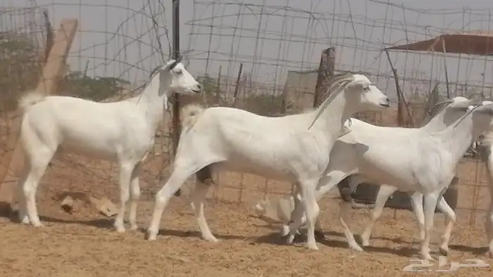ماعز بيشيات صنف جنب دفيع عفر فاخرة 21
