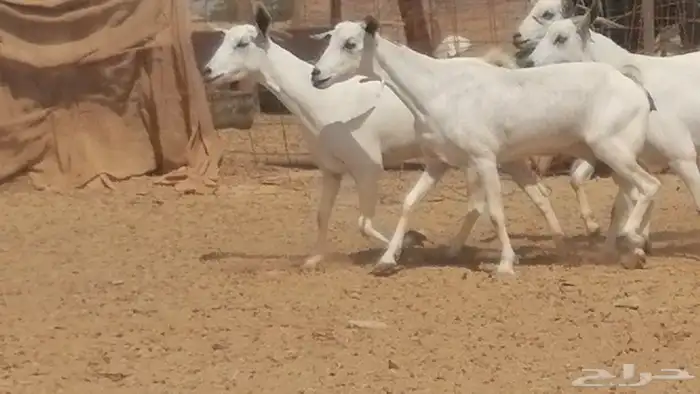 ماعز بيشيات صنف جنب دفيع عفر فاخرة 24