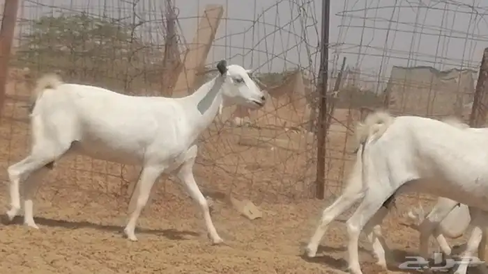ماعز بيشيات صنف جنب دفيع عفر فاخرة 7