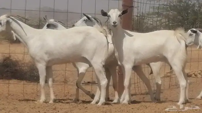 ماعز بيشيات صنف جنب دفيع عفر فاخرة 27