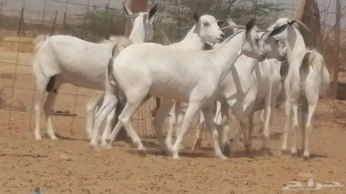 ماعز بيشيات صنف جنب دفيع عفر فاخرة 2