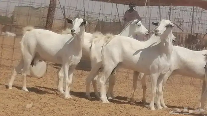 ماعز بيشيات صنف جنب دفيع عفر فاخرة 0