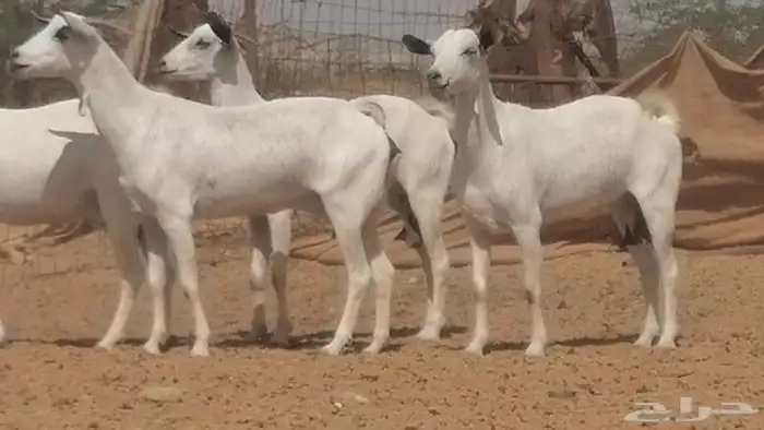 ماعز بيشيات صنف جنب دفيع عفر فاخرة 32