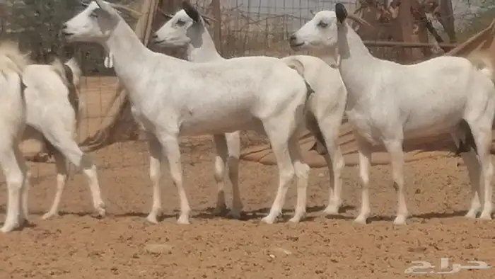 ماعز بيشيات صنف جنب دفيع عفر فاخرة 35