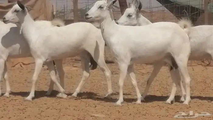 ماعز بيشيات صنف جنب دفيع عفر فاخرة 5