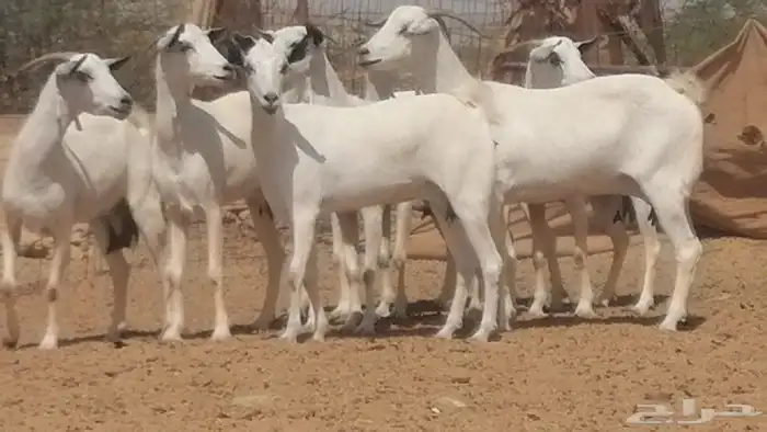 ماعز بيشيات صنف جنب دفيع عفر فاخرة 15