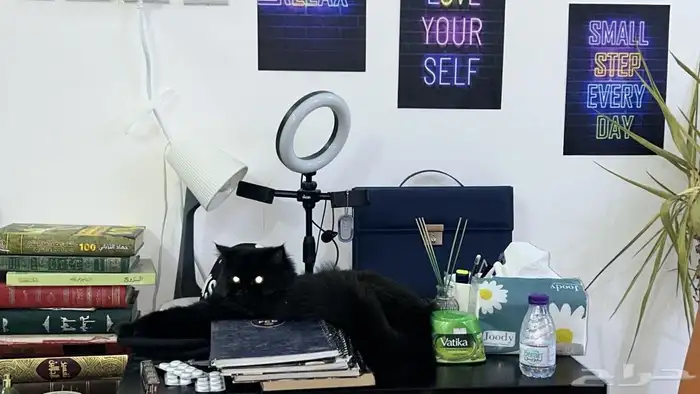 قطة للتبني العاجل 4