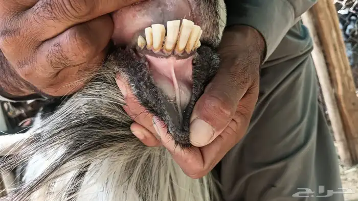 لبيع فحل عارضي مشروط القريع 2