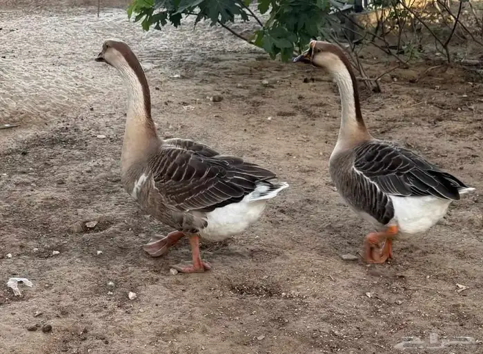وز عراقي الكوبرا طويل الرقبة 1