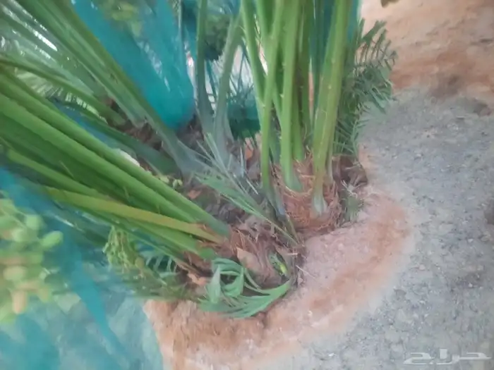 نخيل مثمر للبيع صقعي سكري اخلاص هلالي مجدوله شيشي خضري 3