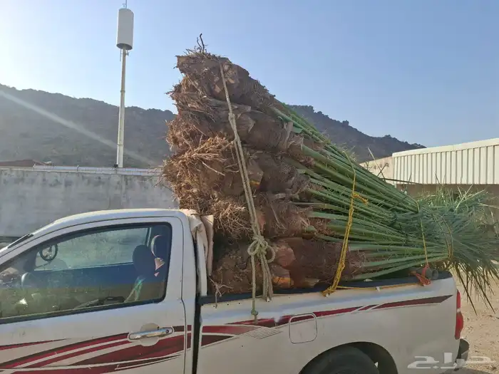 يوجد لدينا جثايث للبيع 9