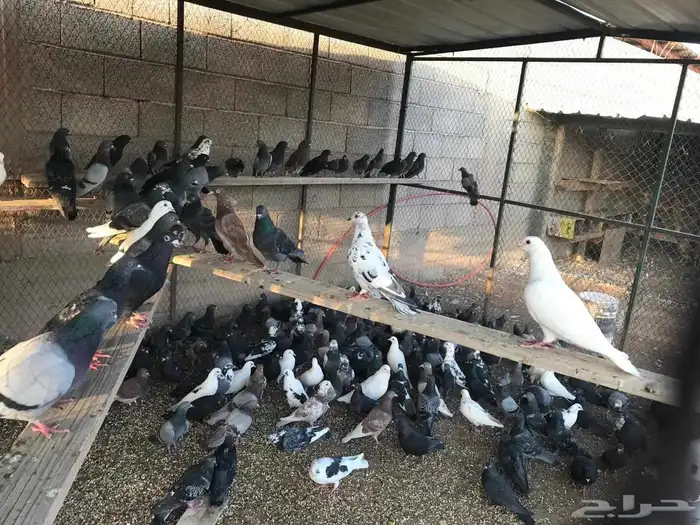حمام ودجاج وبط 6