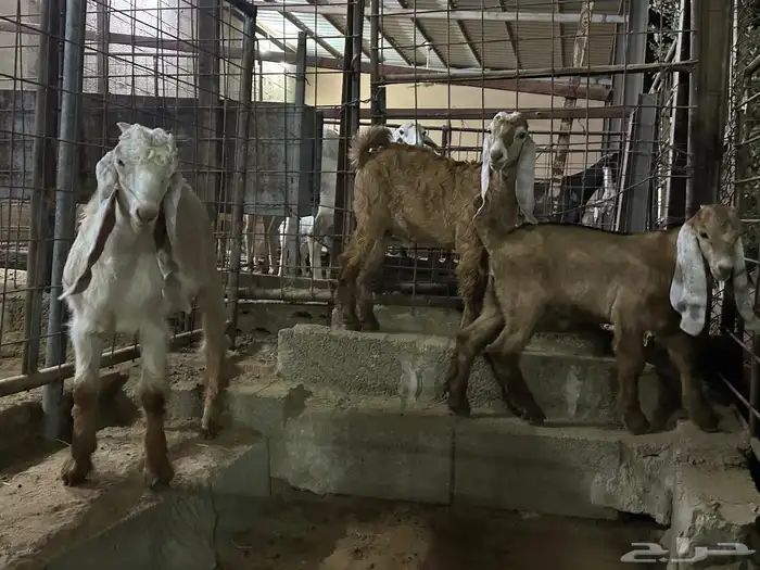 تيوس عوارض صفر 0