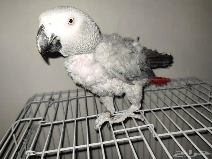 للبيع كاسكو متكلم 0