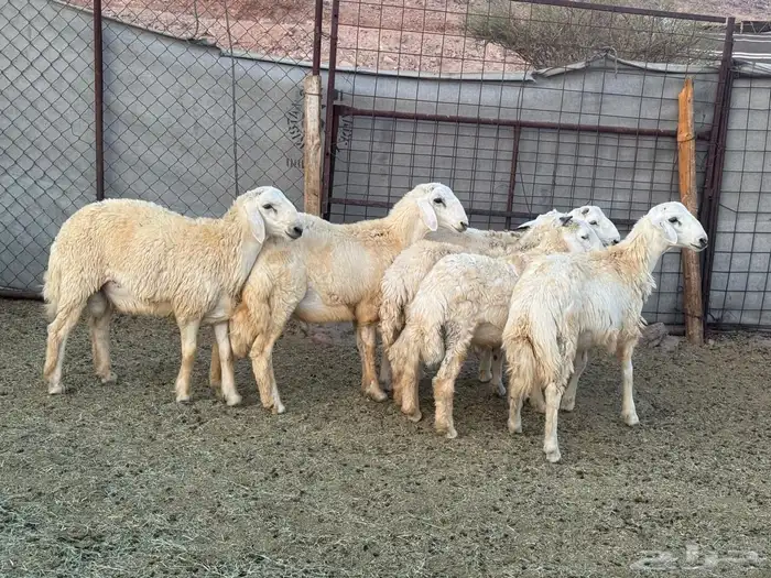 طليان. ذبائح 1