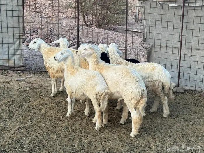 طليان. ذبائح 2