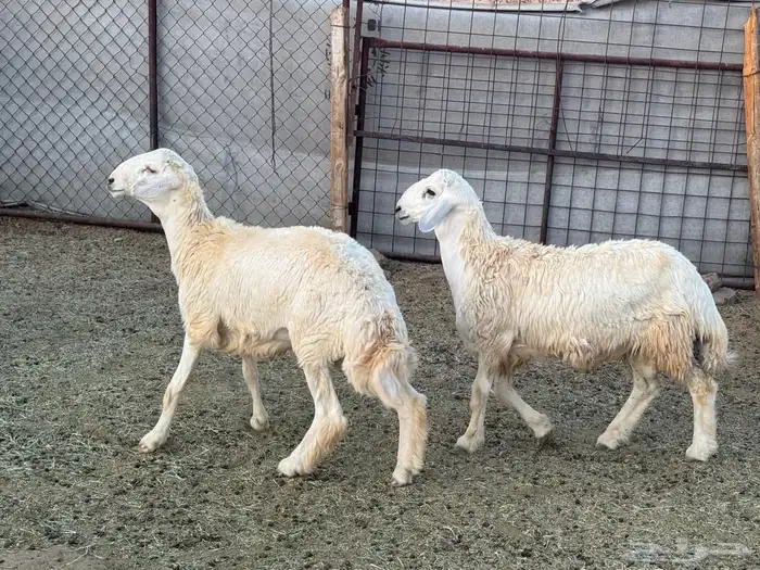 طليان. ذبائح 0