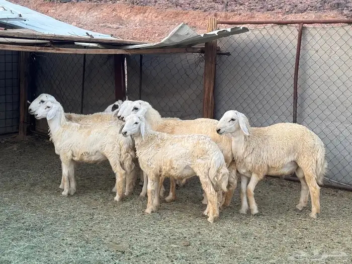 طليان. ذبائح 3