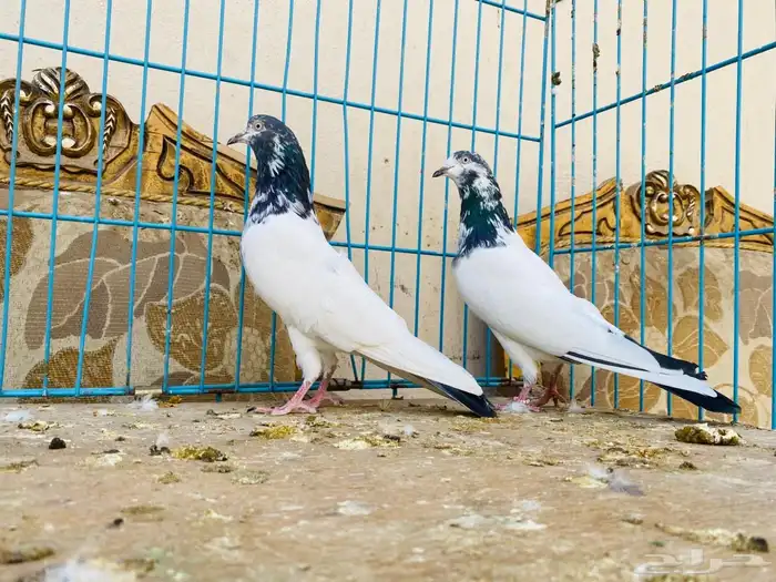 المدينة 0