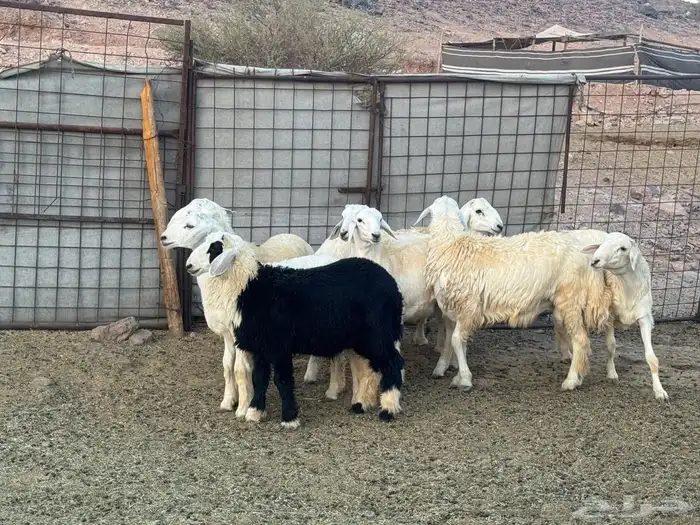 طليان. ذبائح 4