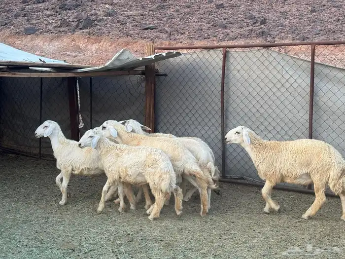 طليان. ذبائح 5