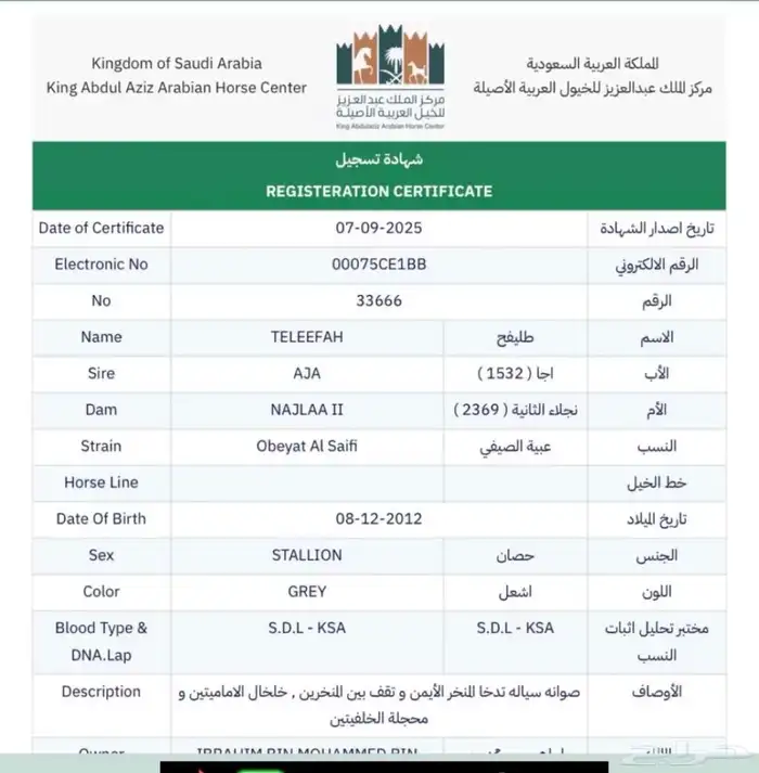 حصان واهو جزيري 4