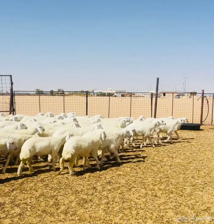 رخال حريات حرش مراح 102 بالفحول 2