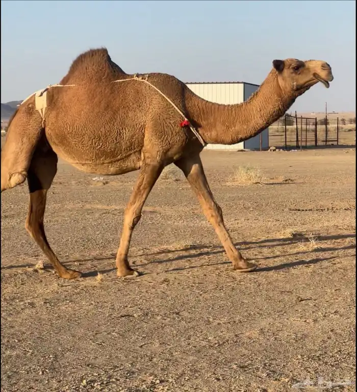 لقحه ملاقي 0