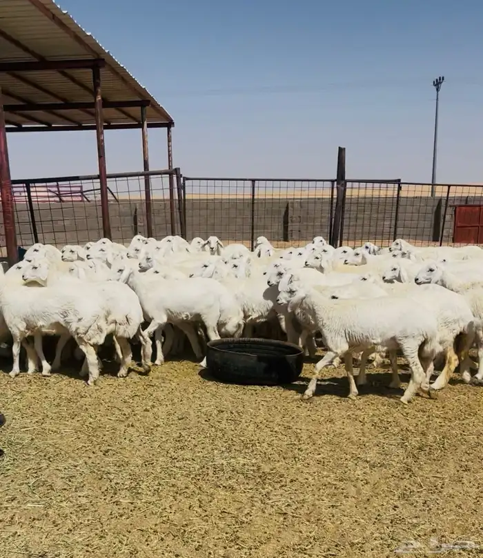 رخال حريات حرش مراح 102 بالفحول 8
