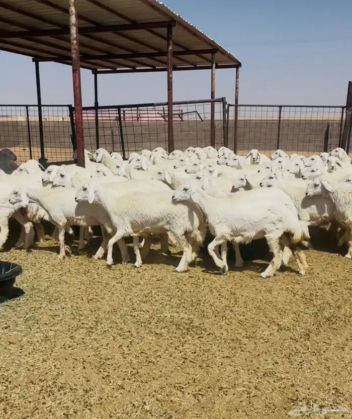 رخال حريات حرش مراح 102 بالفحول 10