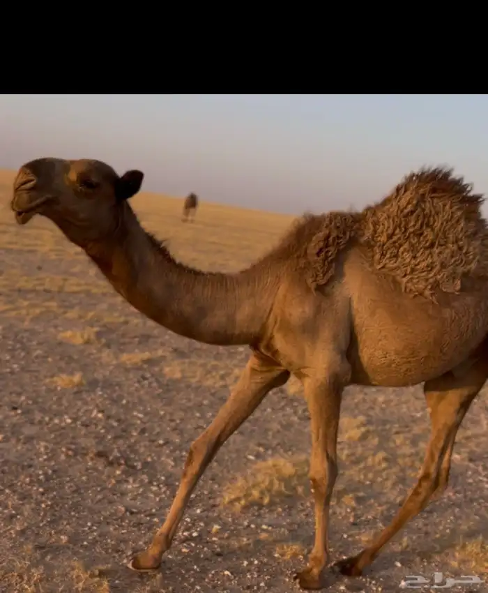 قعود قصب ولا فحل 0