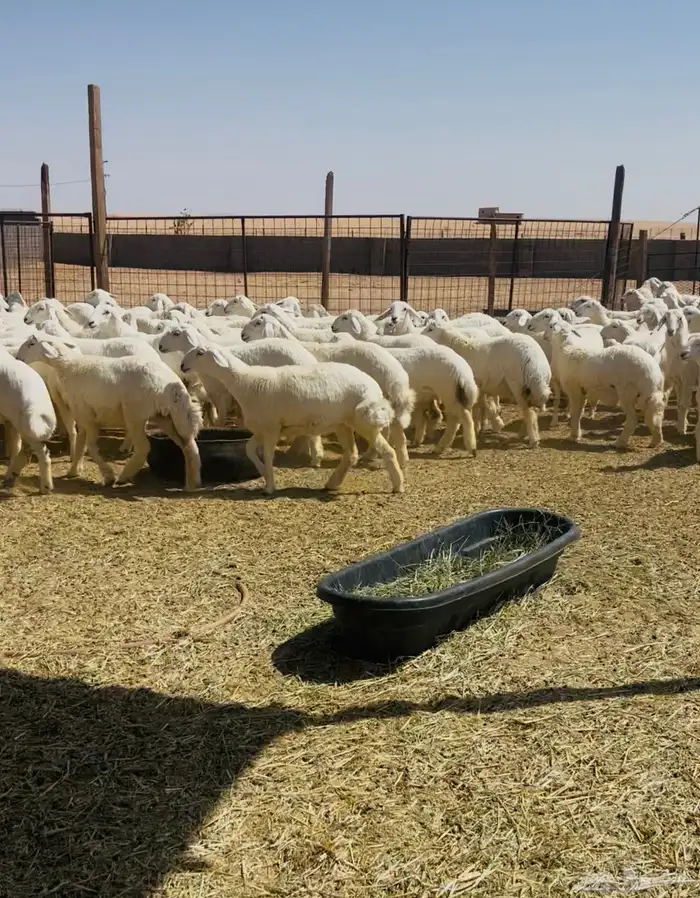 رخال حريات حرش مراح 102 بالفحول 1
