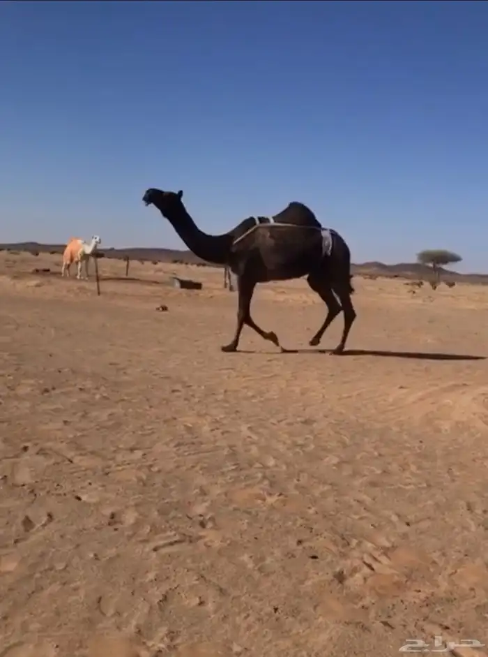 للبيع ضرايب مجاهيم. وحمرا 3