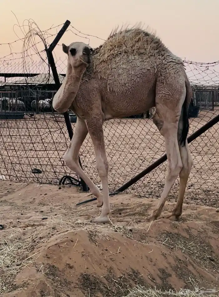 حاشي فل على الحليب 0