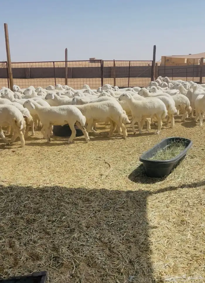 رخال حريات حرش مراح 102 بالفحول 0