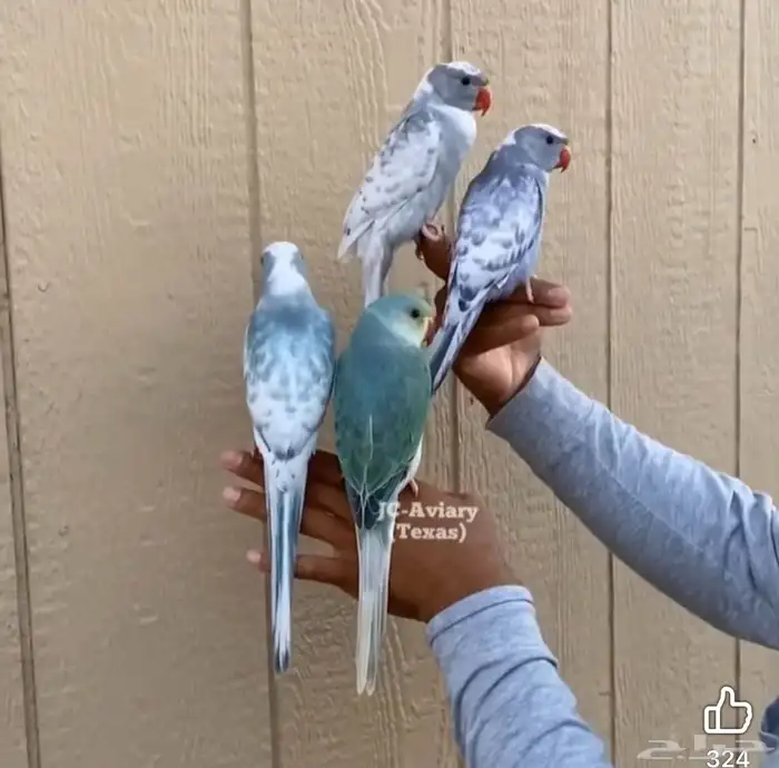 فروخ درة طفرات رسيسف بايد فايلوت المميز_للمميز 8