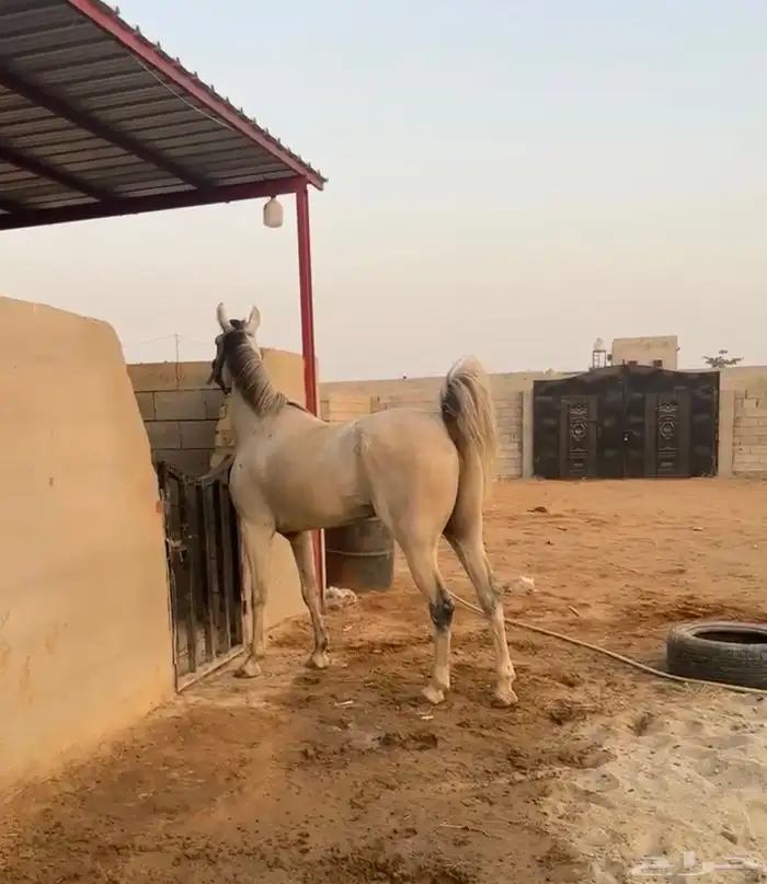 فرس 4